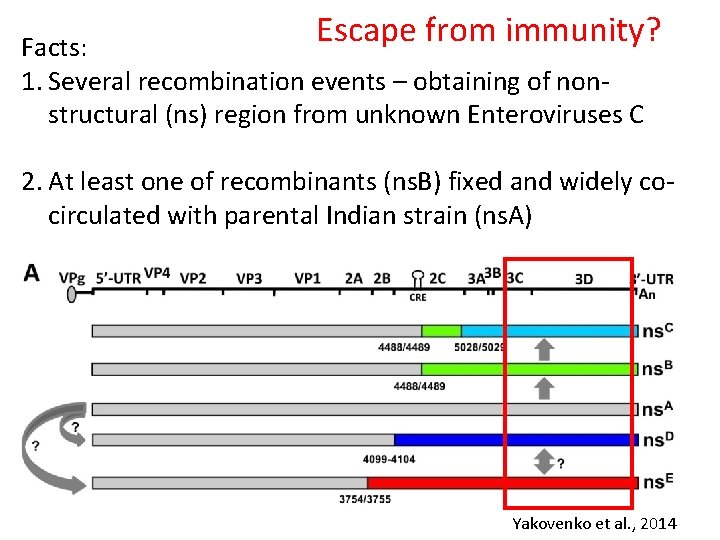 Escape from immunity? Facts: 1. Several recombination events – obtaining of nonstructural (ns) region