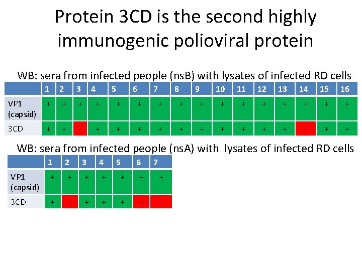 Protein 3 CD is the second highly immunogenic polioviral protein WB: sera from infected