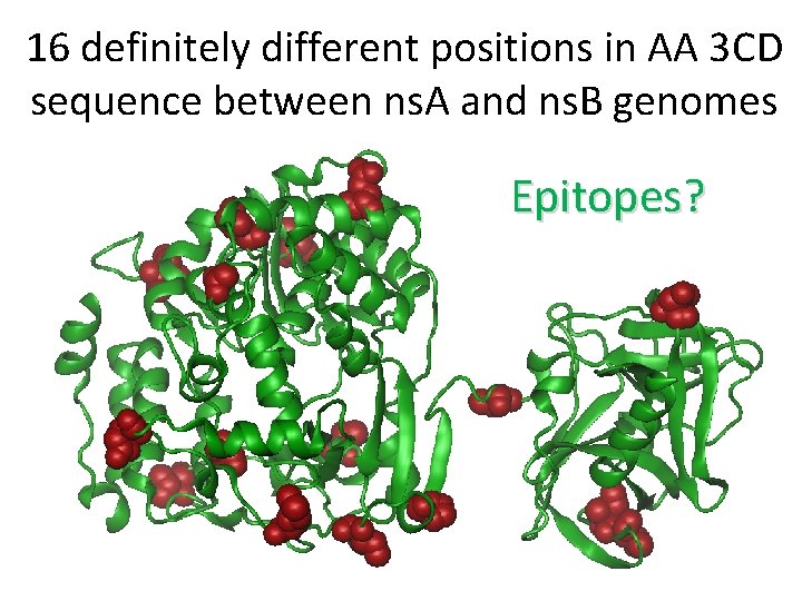 16 definitely different positions in AA 3 СD sequence between ns. A and ns.