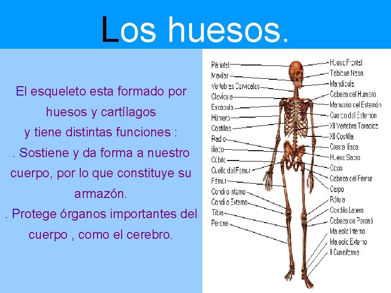 Los huesos. El esqueleto esta formado por huesos y cartílagos y tiene distintas funciones