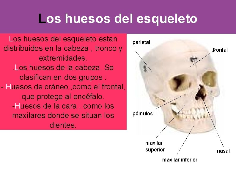 Los huesos del esqueleto estan distribuidos en la cabeza , tronco y extremidades. .