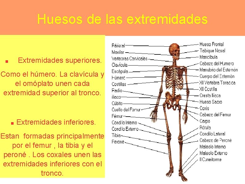 Huesos de las extremidades . Extremidades superiores. Como el húmero. La clavícula y el