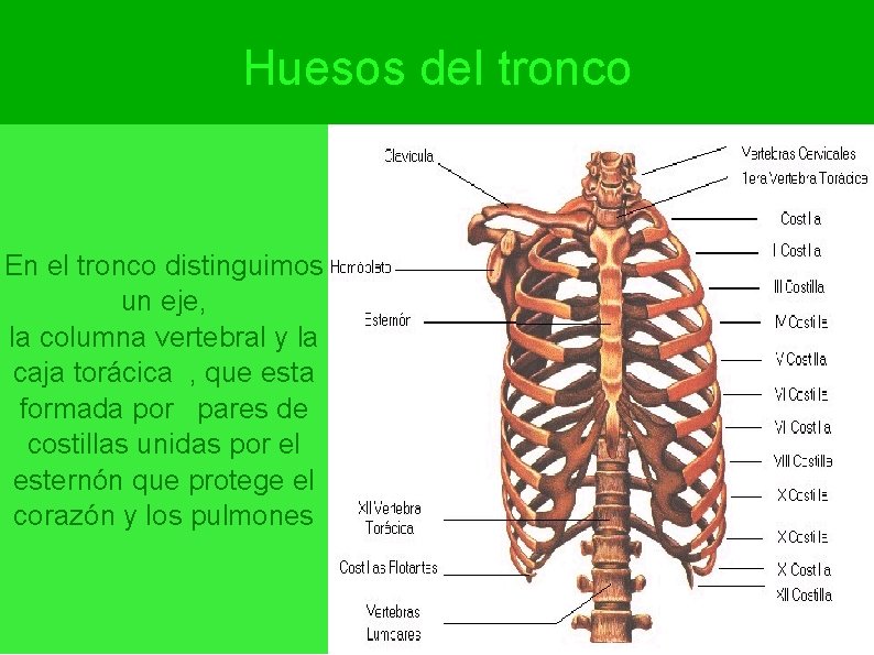 Huesos del tronco En el tronco distinguimos un eje, la columna vertebral y la