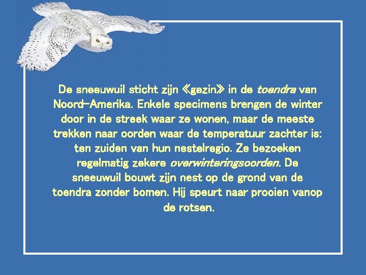 De sneeuwuil sticht zijn «gezin» in de toendra van Noord-Amerika. Enkele specimens brengen de