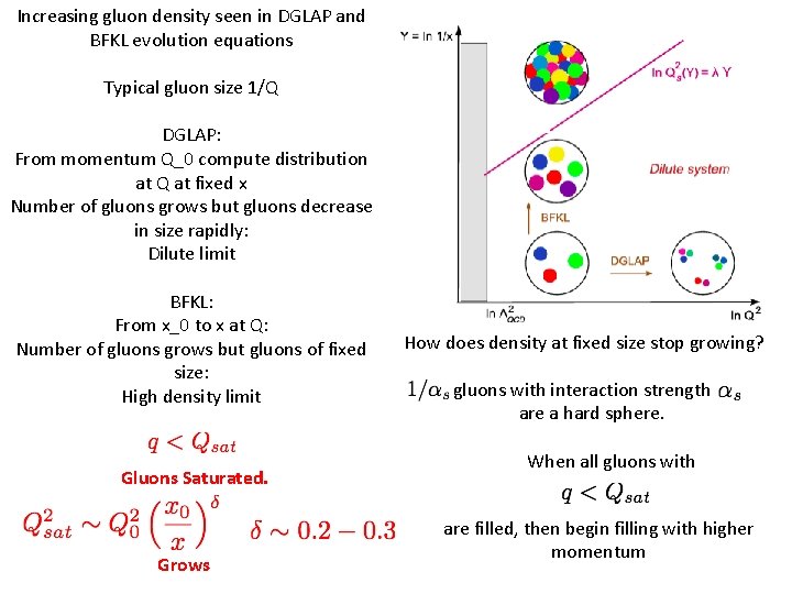 Increasing gluon density seen in DGLAP and BFKL evolution equations Typical gluon size 1/Q