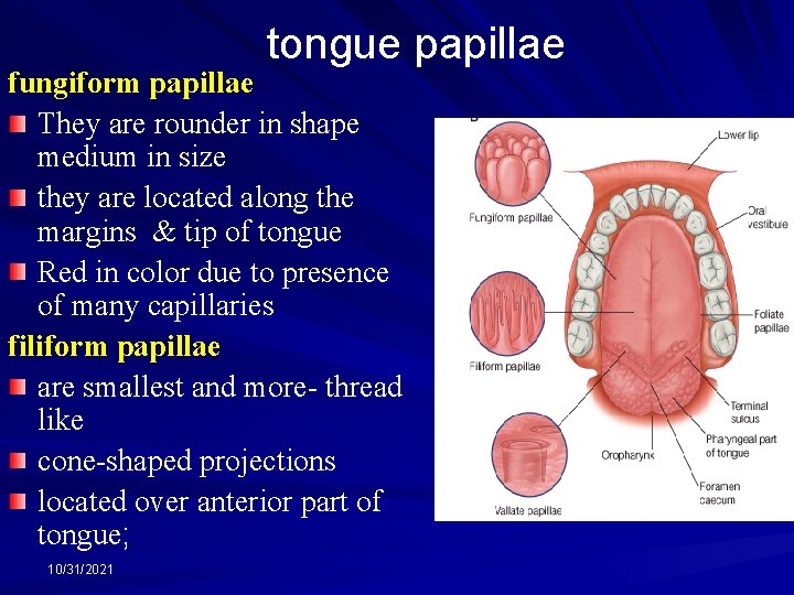 tongue papillae fungiform papillae They are rounder in shape medium in size they are