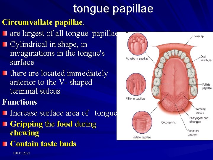 tongue papillae Circumvallate papillae, are largest of all tongue papillae Cylindrical in shape, in