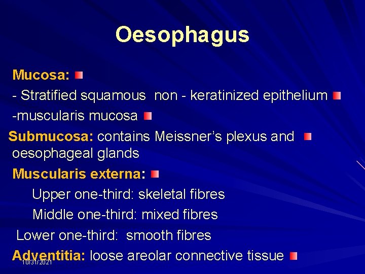 Oesophagus Mucosa: - Stratified squamous non - keratinized epithelium -muscularis mucosa Submucosa: contains Meissner’s