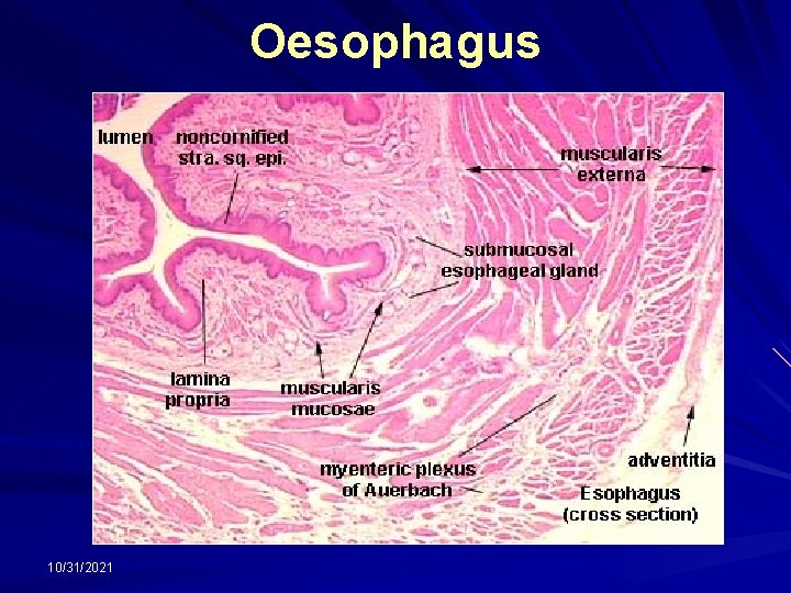 Oesophagus 10/31/2021 