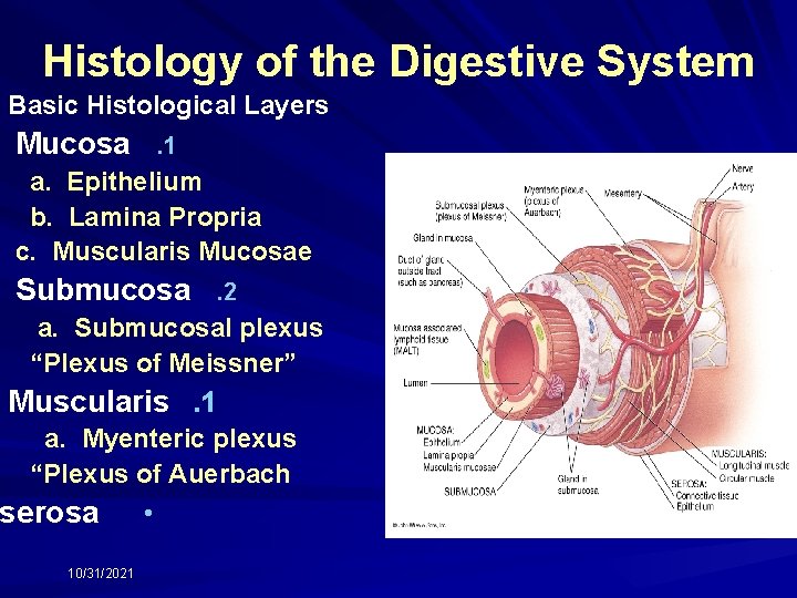 Histology of the Digestive System Basic Histological Layers Mucosa . 1 a. Epithelium b.
