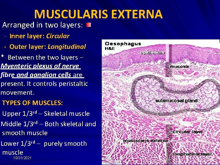 MUSCULARIS EXTERNA Arranged in two layers: - Inner layer: Circular - Outer layer: Longitudinal