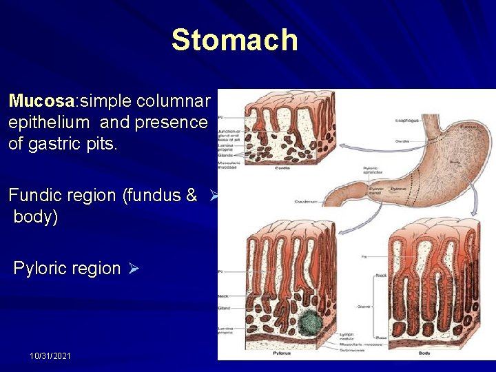 Stomach Mucosa: simple columnar epithelium and presence of gastric pits. Fundic region (fundus &