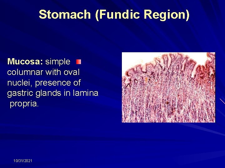 Stomach (Fundic Region) Mucosa: simple columnar with oval nuclei, presence of gastric glands in