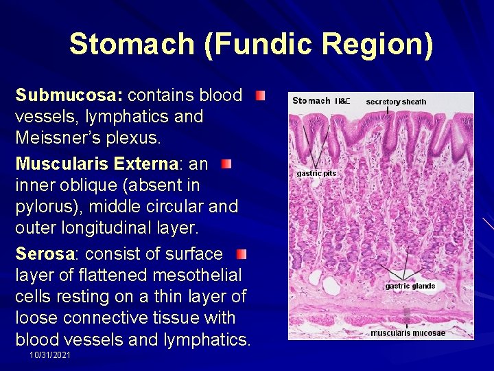 Stomach (Fundic Region) Submucosa: contains blood vessels, lymphatics and Meissner’s plexus. Muscularis Externa: an