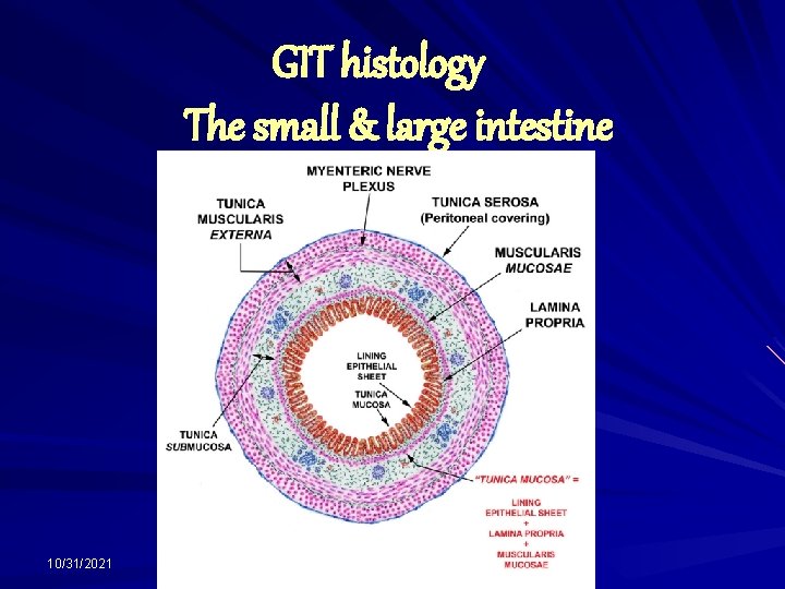 GIT histology The small & large intestine 10/31/2021 