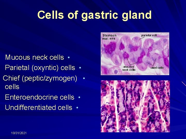 Cells of gastric gland Mucous neck cells • Parietal (oxyntic) cells • Chief (peptic/zymogen)