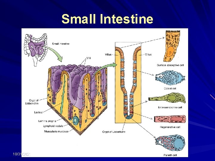 Small Intestine 10/31/2021 