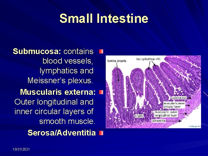 Small Intestine Submucosa: contains blood vessels, lymphatics and Meissner’s plexus. Muscularis externa: Outer longitudinal