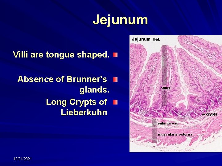 Jejunum Villi are tongue shaped. Absence of Brunner’s glands. Long Crypts of Lieberkuhn 10/31/2021