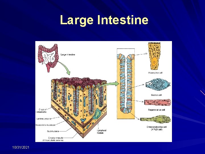 Large Intestine 10/31/2021 