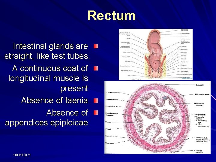 Rectum Intestinal glands are straight, like test tubes. A continuous coat of longitudinal muscle