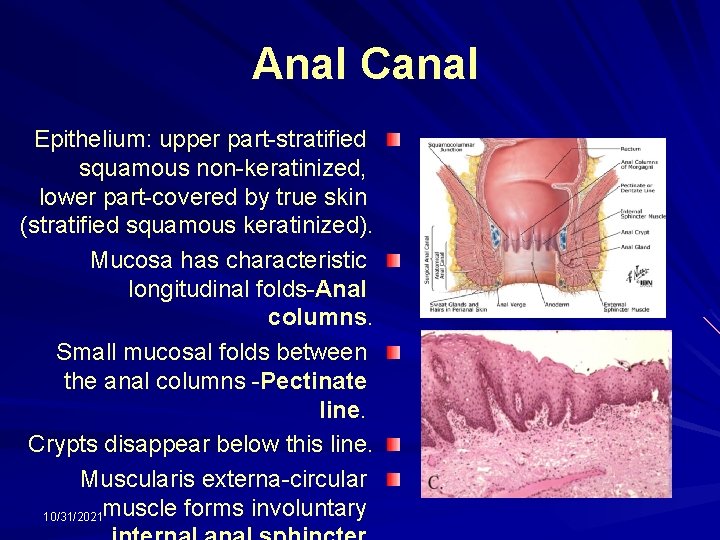 Anal Canal Epithelium: upper part-stratified squamous non-keratinized, lower part-covered by true skin (stratified squamous