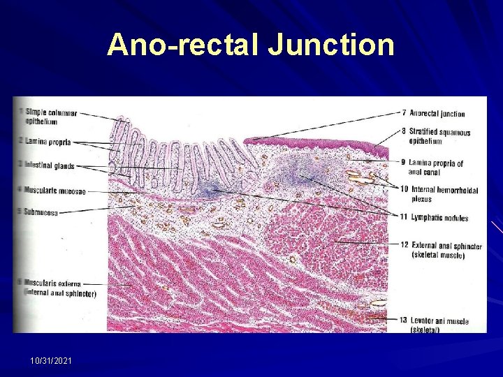 Ano-rectal Junction 10/31/2021 