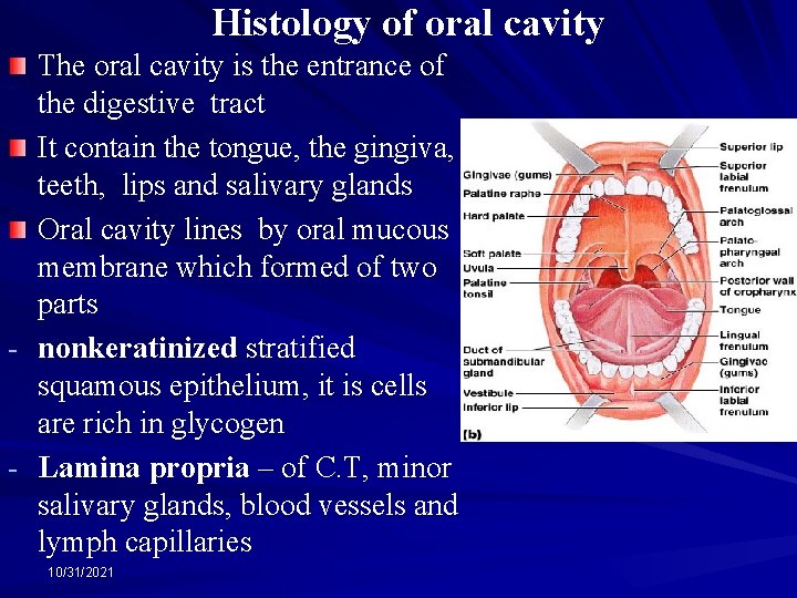 Histology of oral cavity - - The oral cavity is the entrance of the