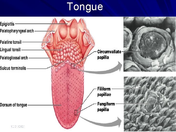 Tongue 10/31/2021 