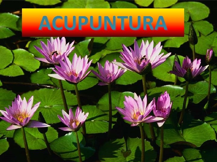 ACUPUNTURA 