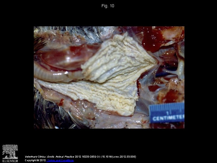 Fig. 10 Veterinary Clinics: Exotic Animal Practice 2012 15233 -250 DOI: (10. 1016/j. cvex.