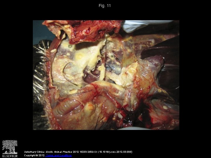 Fig. 11 Veterinary Clinics: Exotic Animal Practice 2012 15233 -250 DOI: (10. 1016/j. cvex.