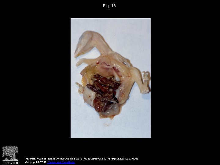 Fig. 13 Veterinary Clinics: Exotic Animal Practice 2012 15233 -250 DOI: (10. 1016/j. cvex.