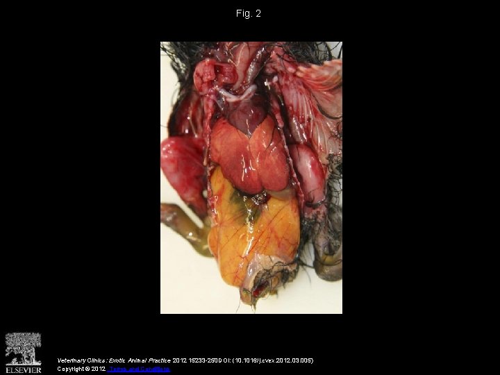 Fig. 2 Veterinary Clinics: Exotic Animal Practice 2012 15233 -250 DOI: (10. 1016/j. cvex.