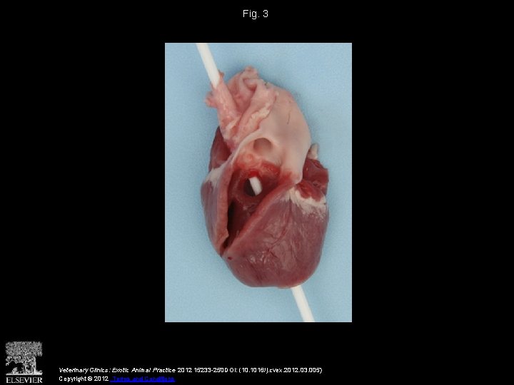 Fig. 3 Veterinary Clinics: Exotic Animal Practice 2012 15233 -250 DOI: (10. 1016/j. cvex.