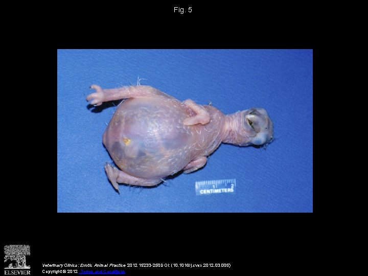 Fig. 5 Veterinary Clinics: Exotic Animal Practice 2012 15233 -250 DOI: (10. 1016/j. cvex.