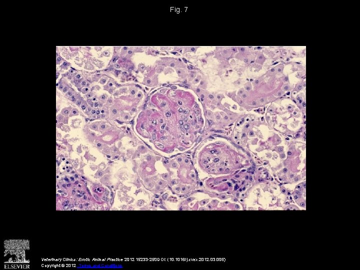 Fig. 7 Veterinary Clinics: Exotic Animal Practice 2012 15233 -250 DOI: (10. 1016/j. cvex.