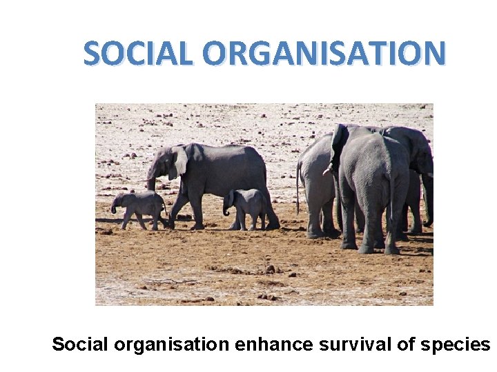 SOCIAL ORGANISATION Social organisation enhance survival of species 