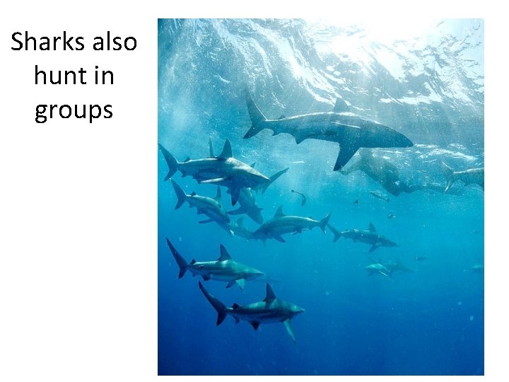 Sharks also hunt in groups 