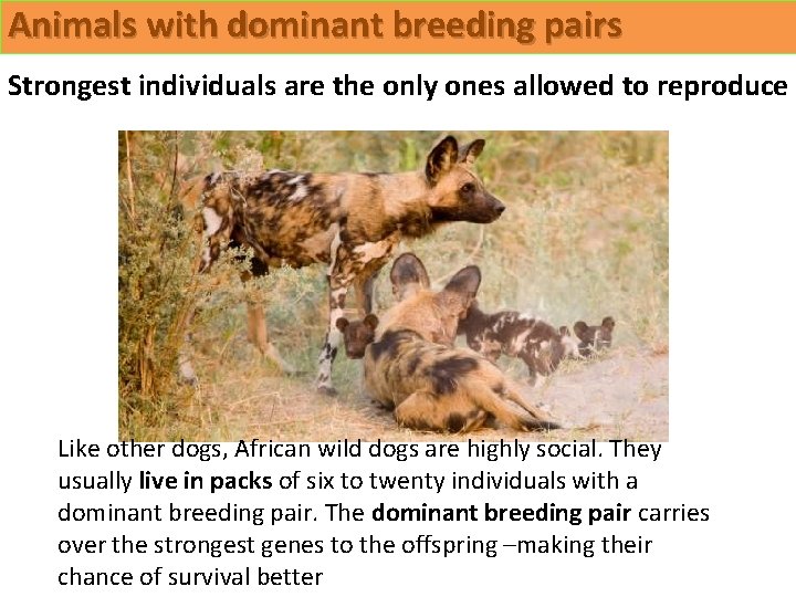 Animals with dominant breeding pairs Strongest individuals are the only ones allowed to reproduce