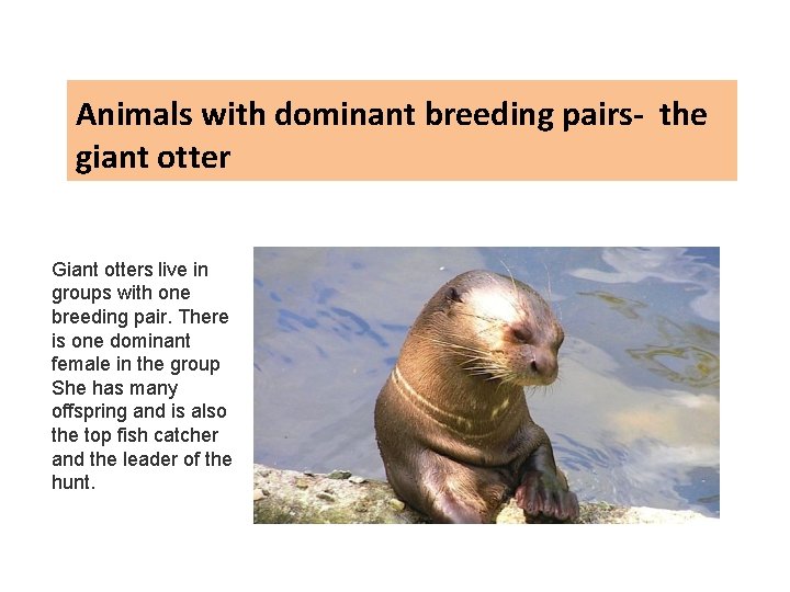 Animals with dominant breeding pairs- the giant otter Giant otters live in groups with