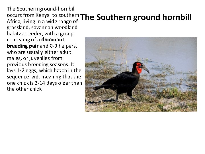 The Southern ground-hornbill occurs from Kenya to southern Africa, living in a wide range