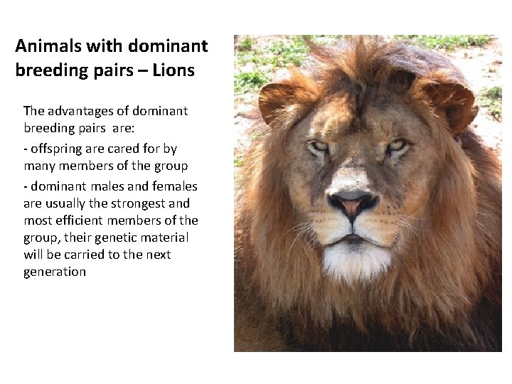 Animals with dominant breeding pairs – Lions The advantages of dominant breeding pairs are: