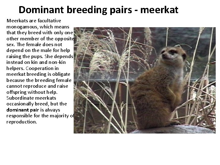 Dominant breeding pairs - meerkat Meerkats are facultative monogamous, which means that they breed