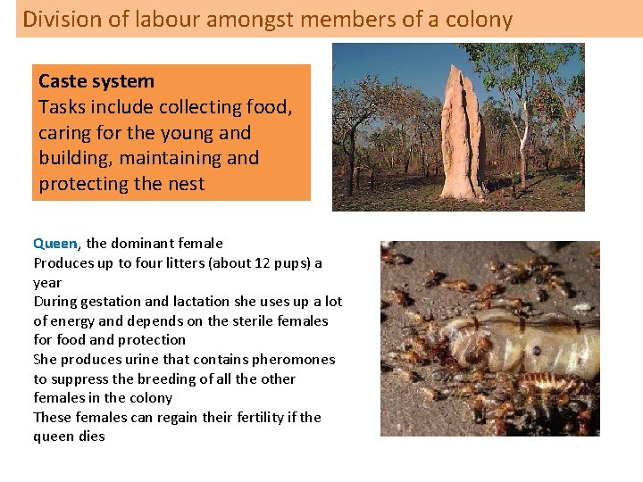 Division of labour amongst members of a colony Caste system Tasks include collecting food,