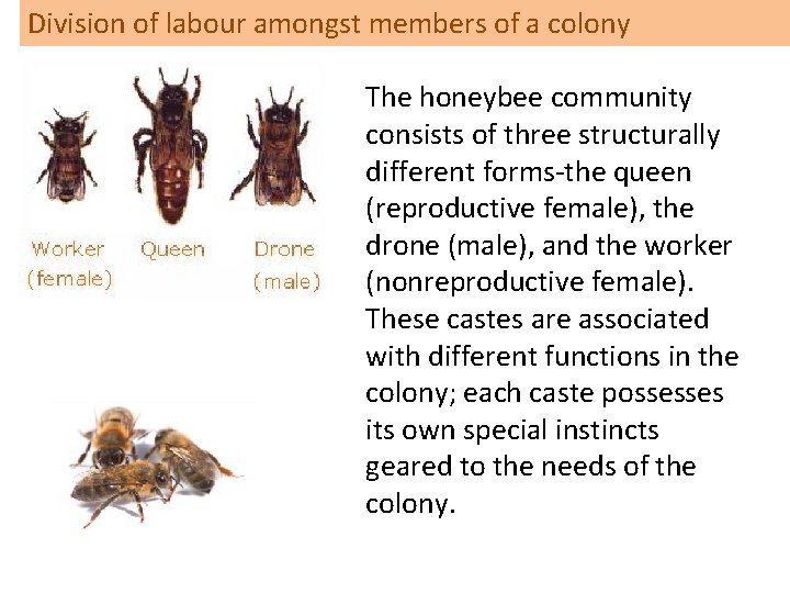 Division of labour amongst members of a colony The honeybee community consists of three