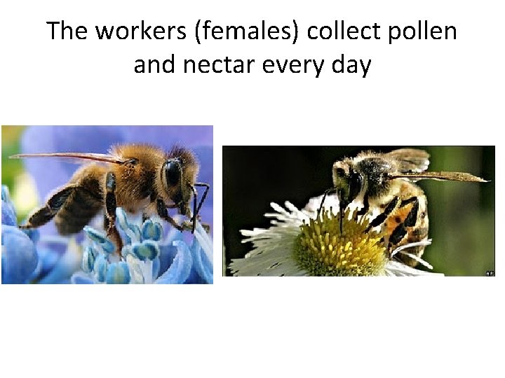 The workers (females) collect pollen and nectar every day 