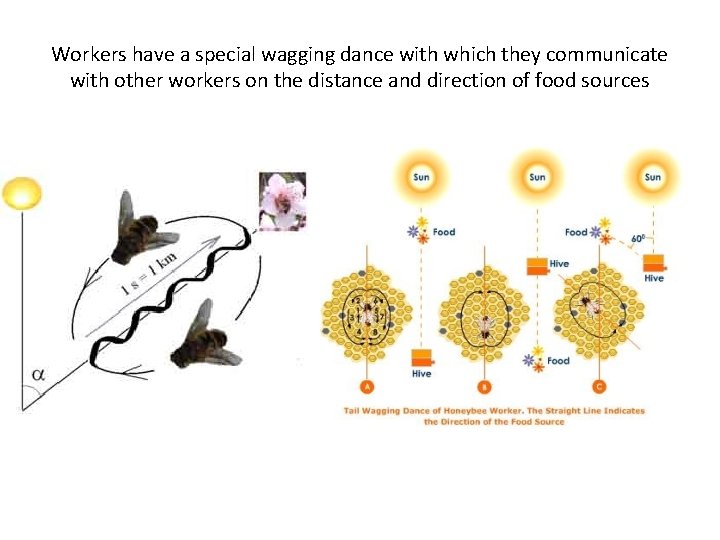 Workers have a special wagging dance with which they communicate with other workers on