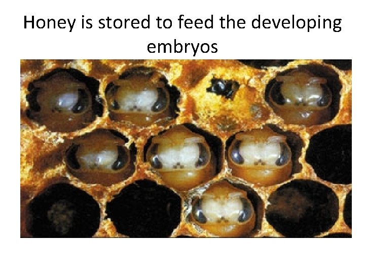 Honey is stored to feed the developing embryos 