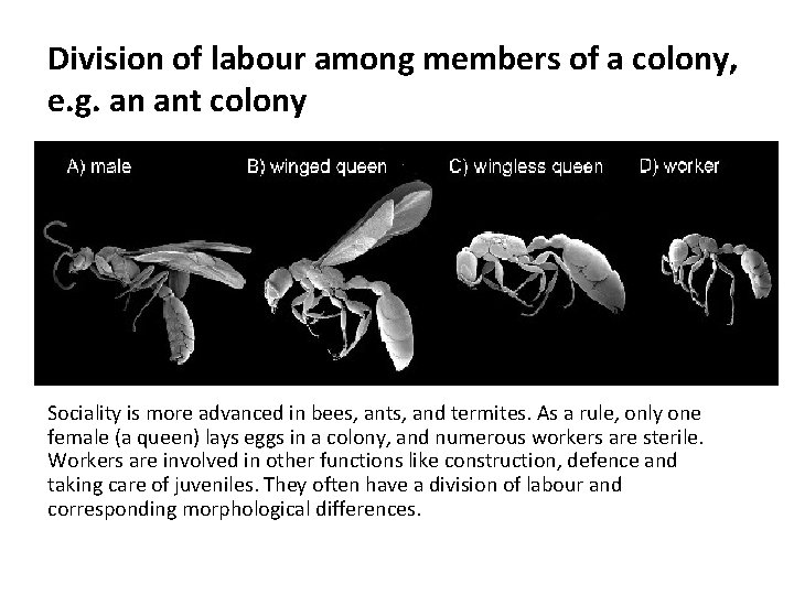 Division of labour among members of a colony, e. g. an ant colony Sociality